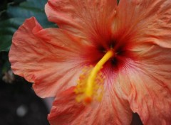 Wallpapers Nature Hibiscus