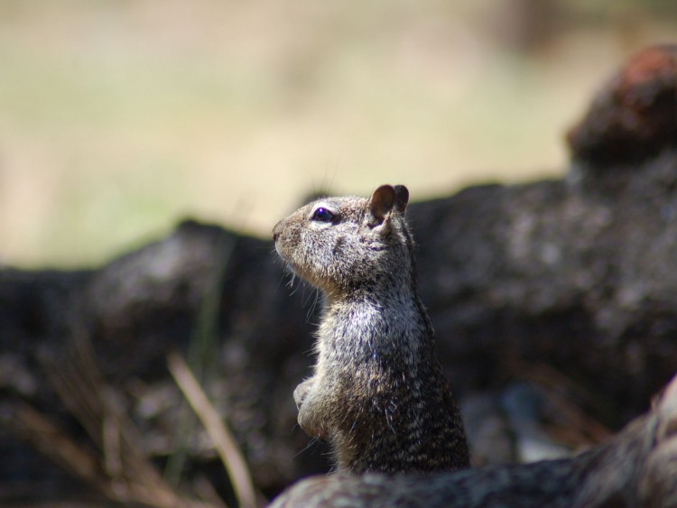 Fonds d'cran Animaux Rongeurs - Ecureuils curieux