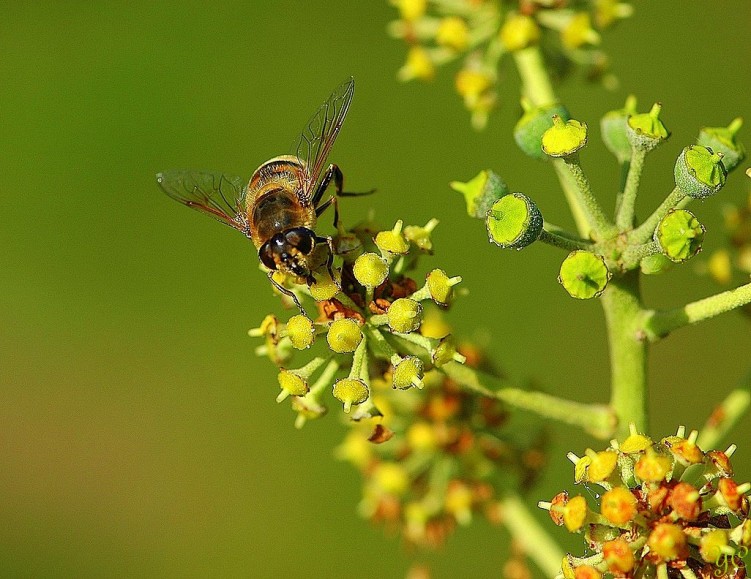 Fonds d'cran Animaux Insectes - Abeilles Gupes ... Le repas