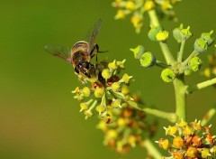 Fonds d'cran Animaux Le repas