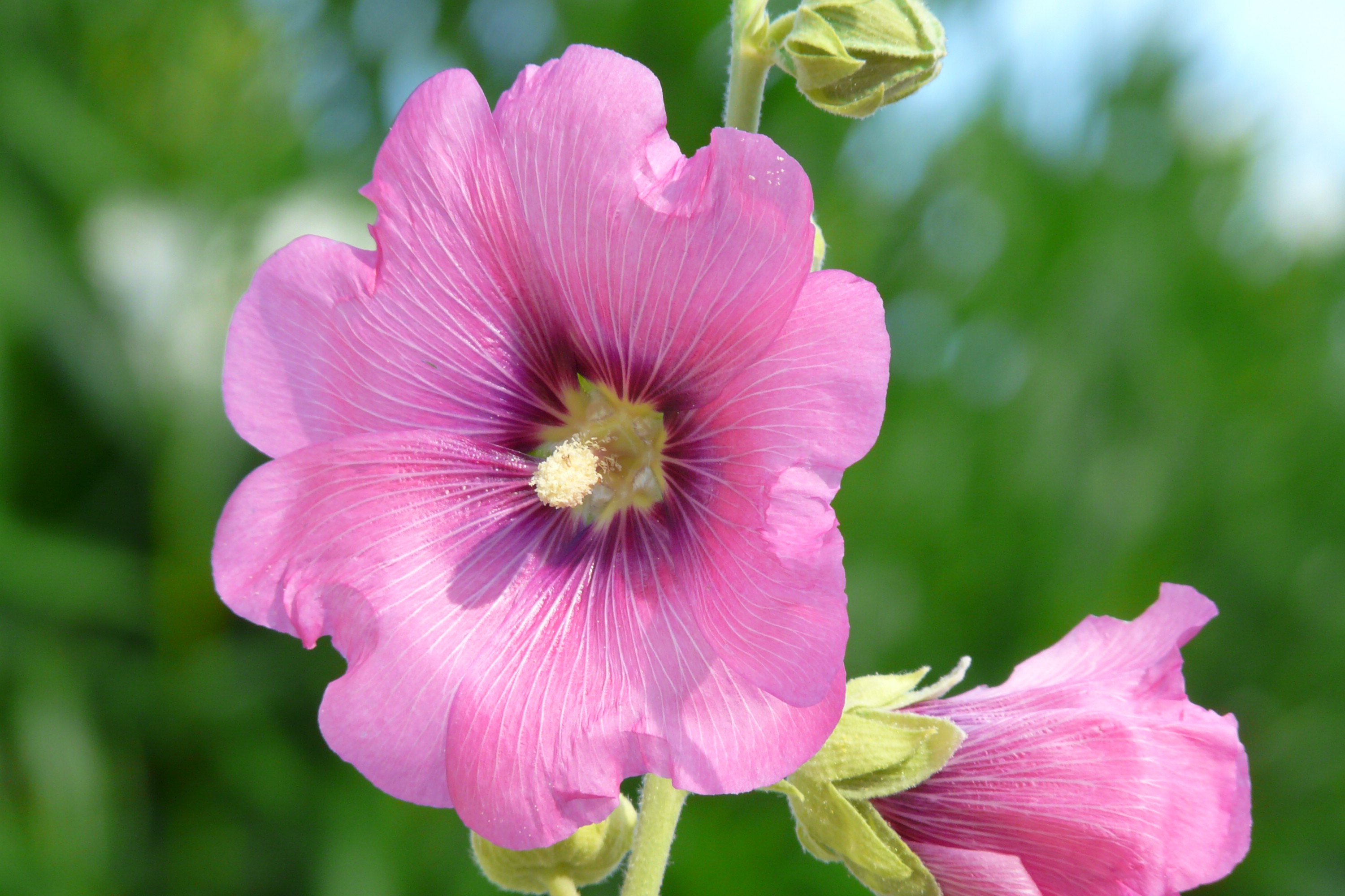 Wallpapers Nature Flowers Rose trmire