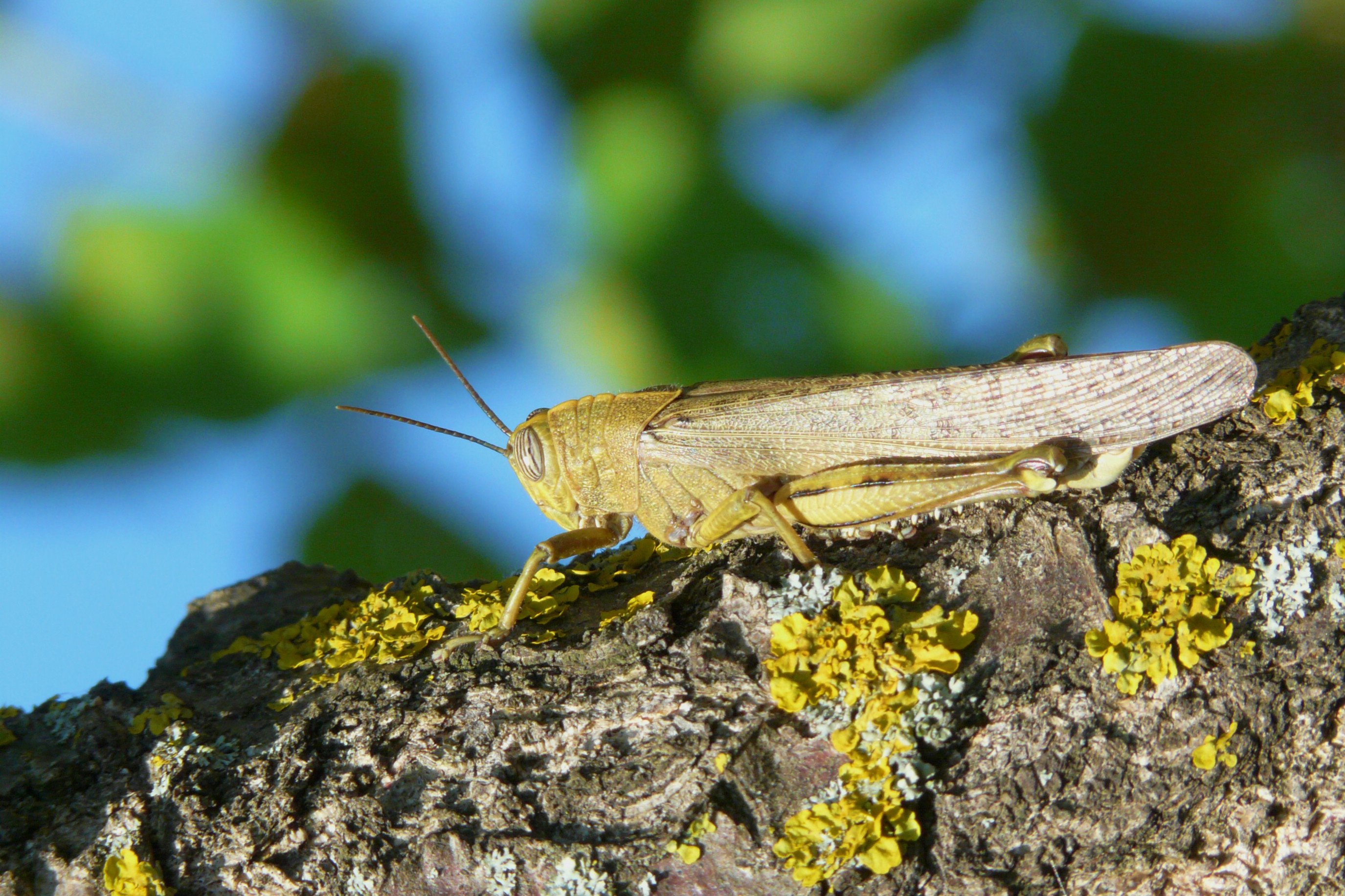 Fonds d'cran Animaux Insectes - Sauterelles et Criquets Sauterelle