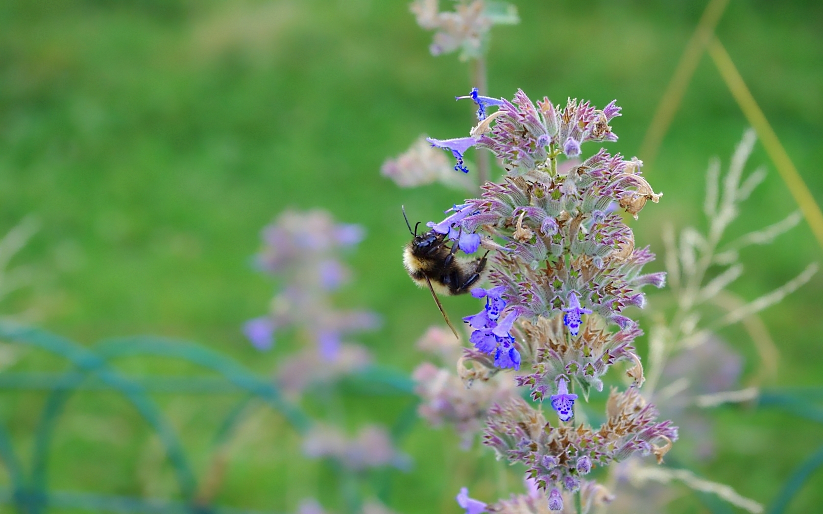 Fonds d'cran Animaux Insectes - Abeilles Gupes ... 