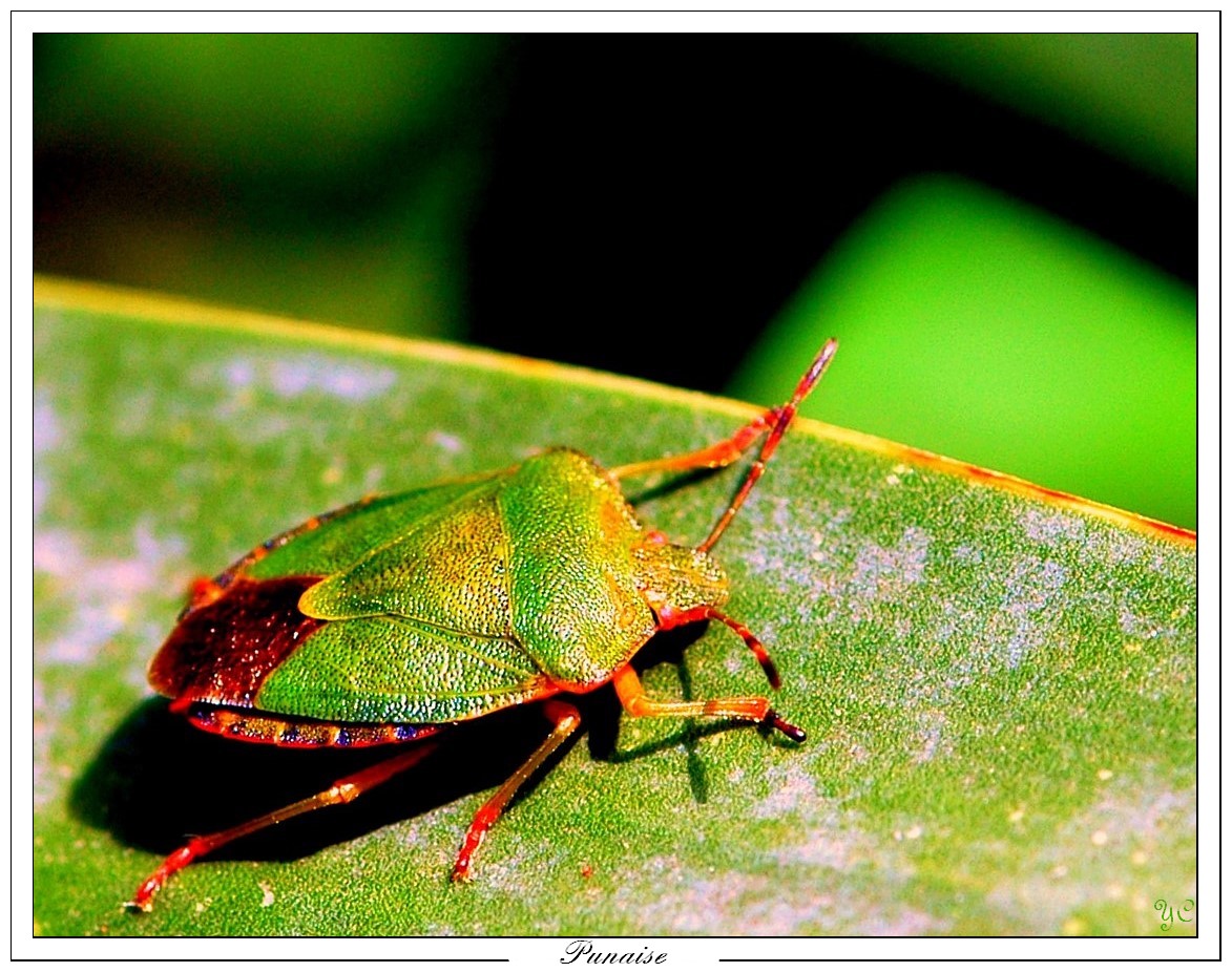 Fonds d'cran Animaux Insectes - Punaises Punaise