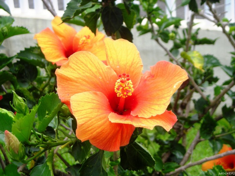 Fonds d'cran Nature Fleurs Hibiscus en Martinique