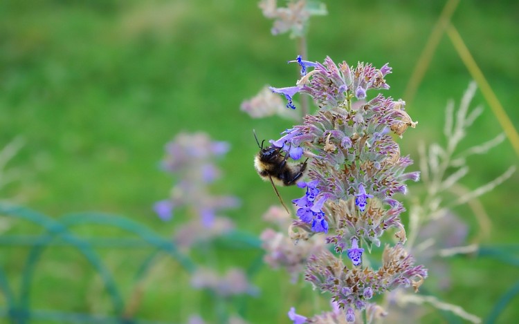 Fonds d'cran Animaux Insectes - Abeilles Gupes ... Wallpaper N239294