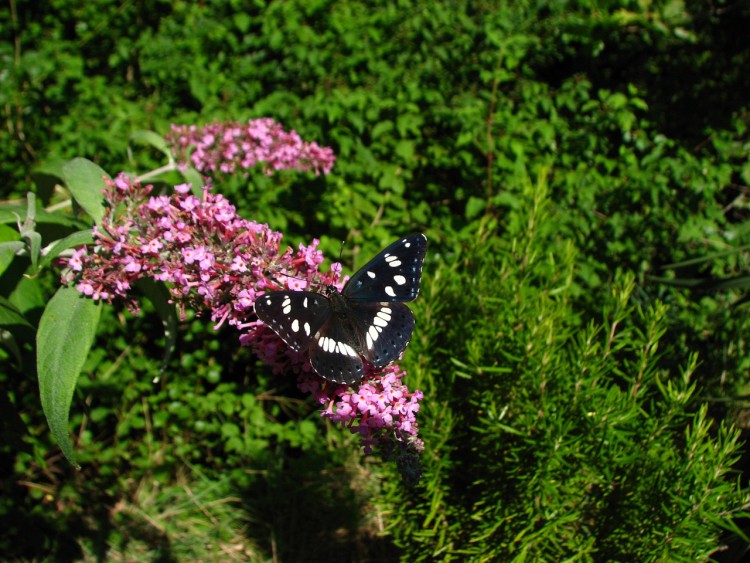 Fonds d'cran Animaux Insectes - Papillons Sylvain azur