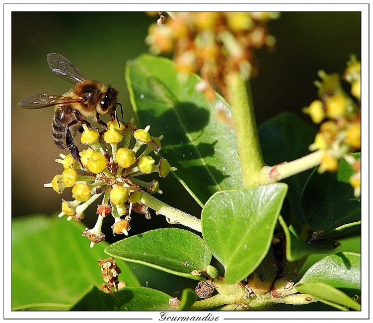 Fonds d'cran Animaux Insectes - Abeilles Gupes ... Gourmandise