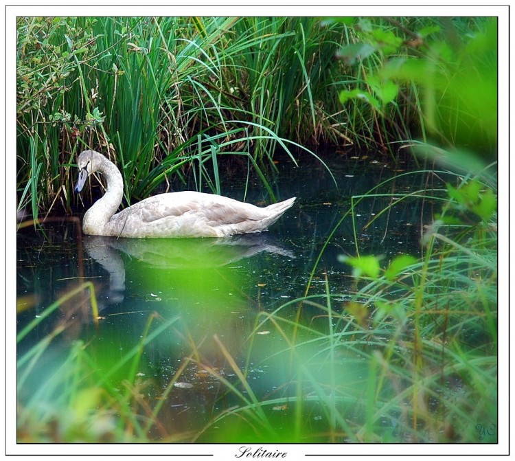 Wallpapers Animals Birds - Swans Solitaire