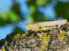 Fonds d'cran Animaux Sauterelle