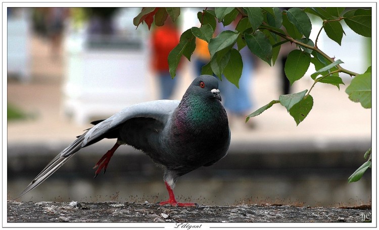 Fonds d'cran Animaux Oiseaux - Pigeons et Tourterelles L'lgant