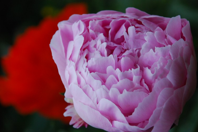 Fonds d'cran Nature Fleurs rose et rouge