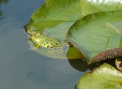 Fonds d'cran Animaux Image sans titre N239405