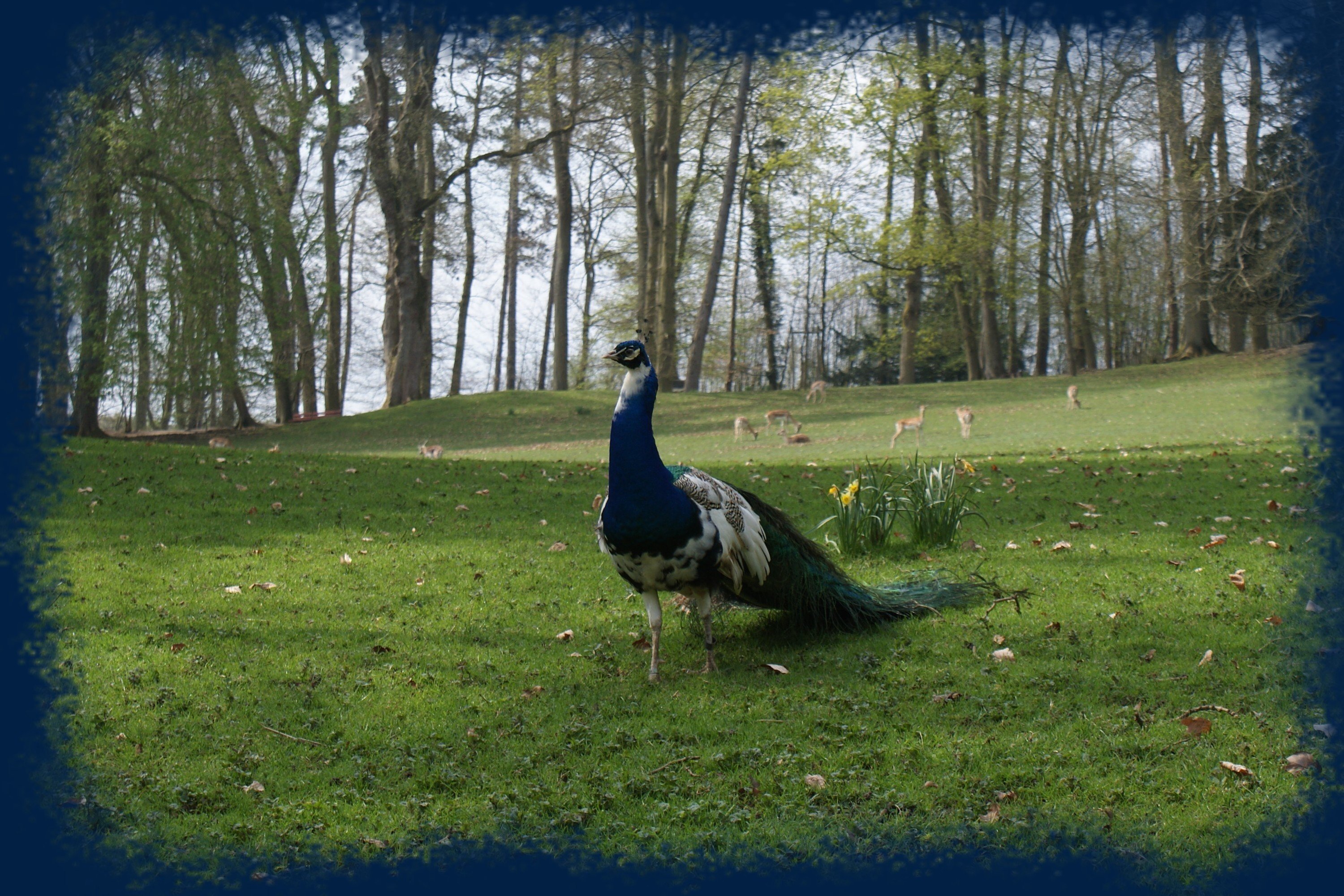 Wallpapers Animals Birds - Peacocks 