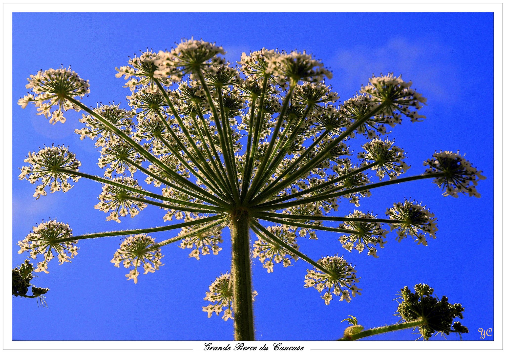 Fonds d'cran Nature Fleurs Grande Berce du Caucase