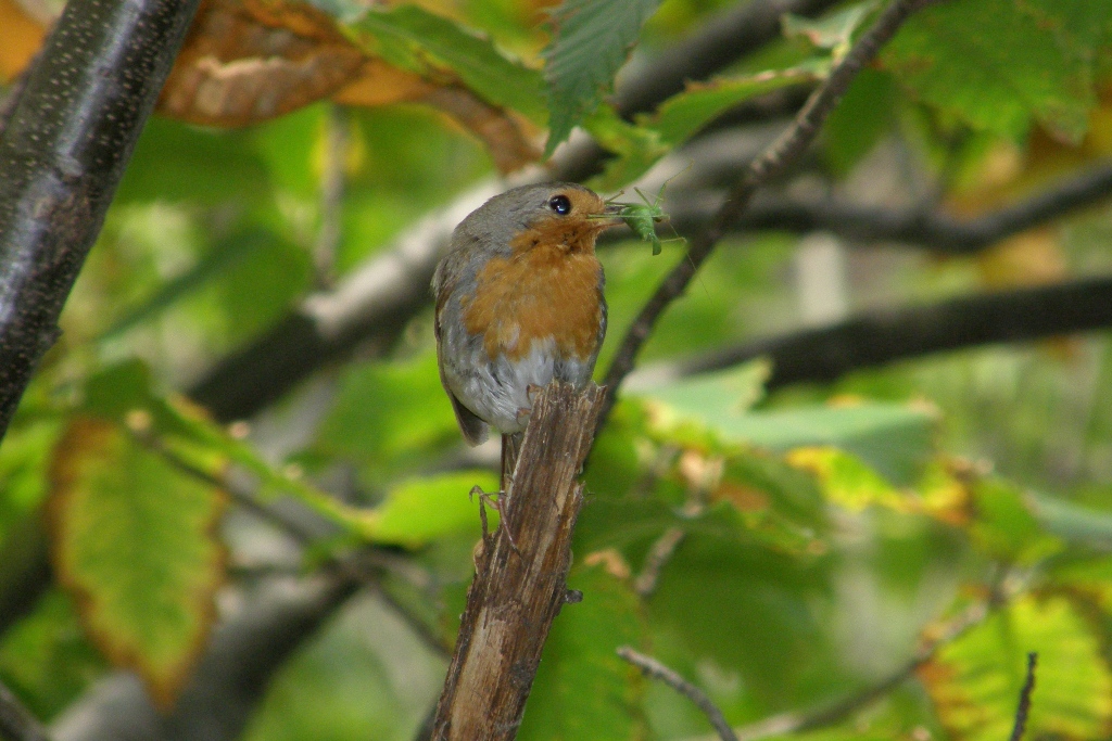 Wallpapers Animals Birds - Rougegorges Repas de rouge gorges