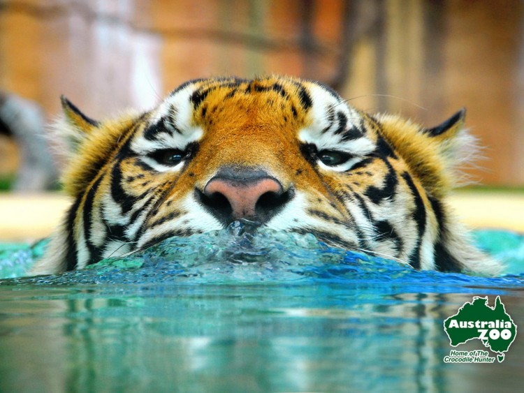 Wallpapers Animals Felines - Tigers Tigres