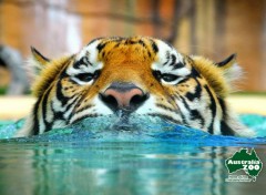 Wallpapers Animals Tigres