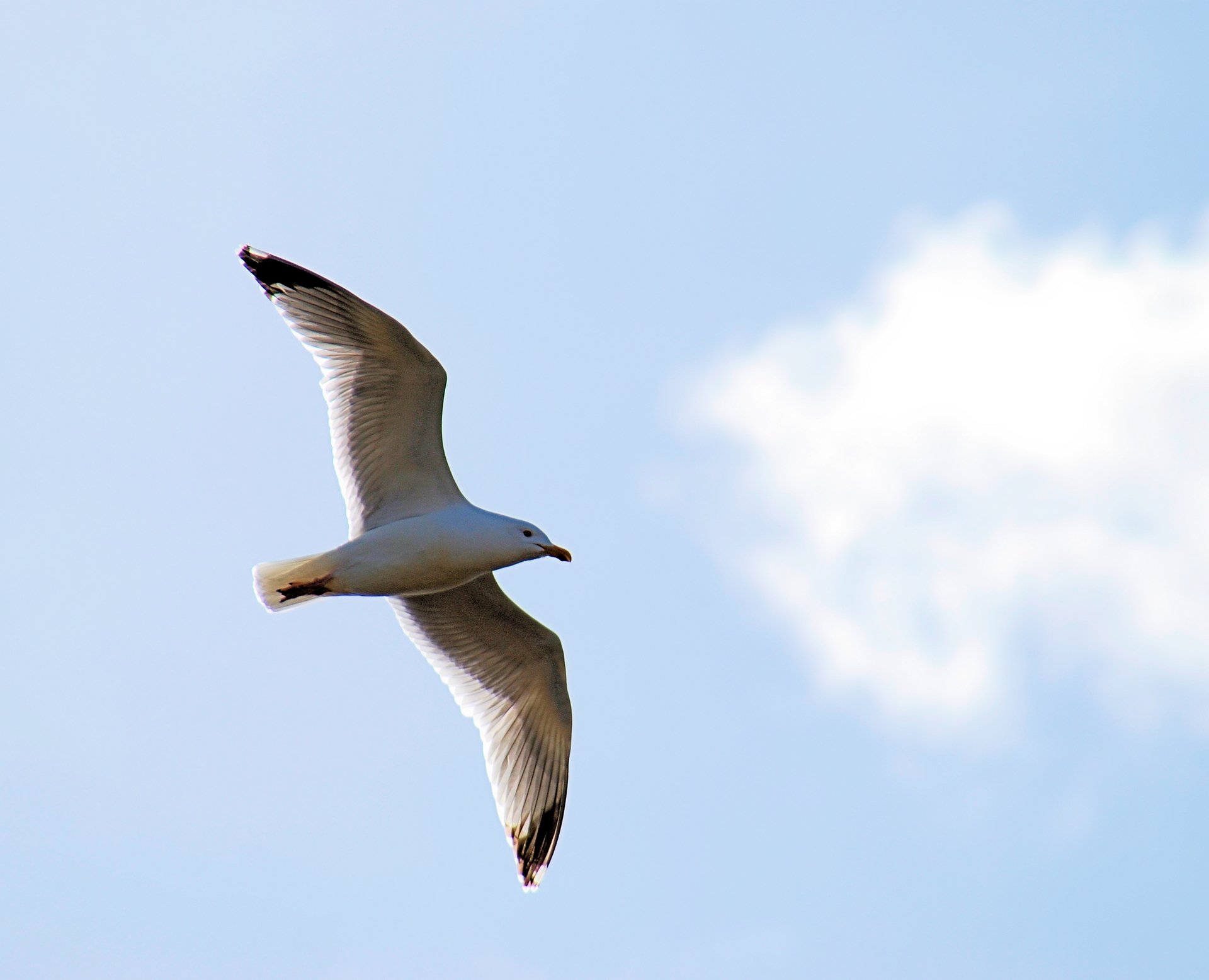 Wallpapers Animals Birds - Gulls Goland Argent  Pornichet