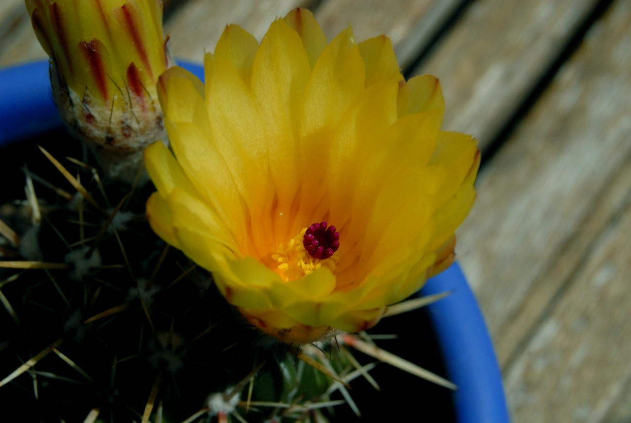 Wallpapers Nature Cactus cactus en fleur