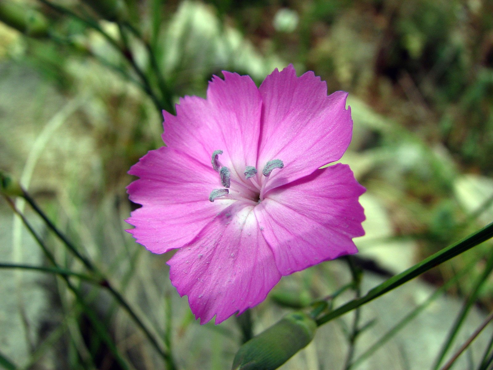 Fonds d'cran Nature Fleurs oeillet sauvage