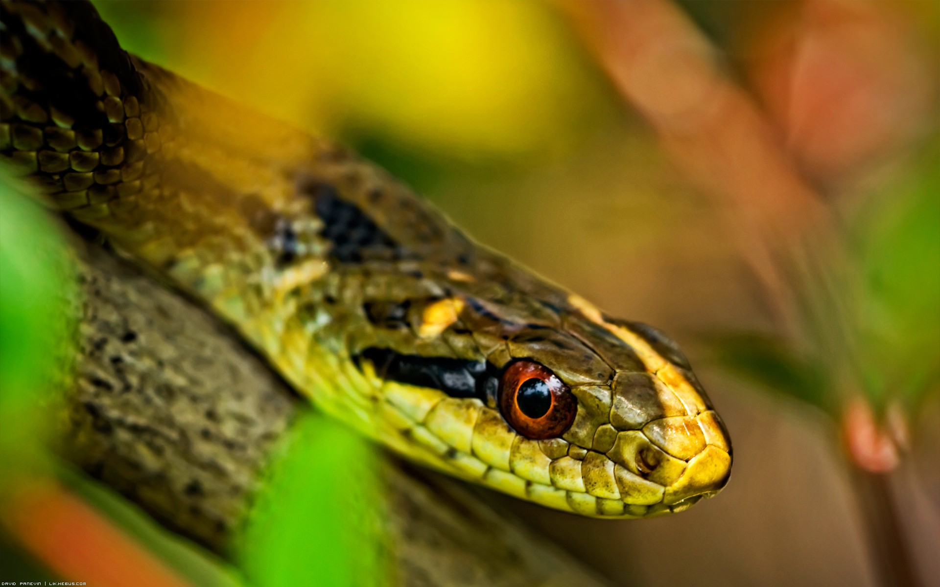 Wallpapers Animals Snakes SsssSSsssSSs