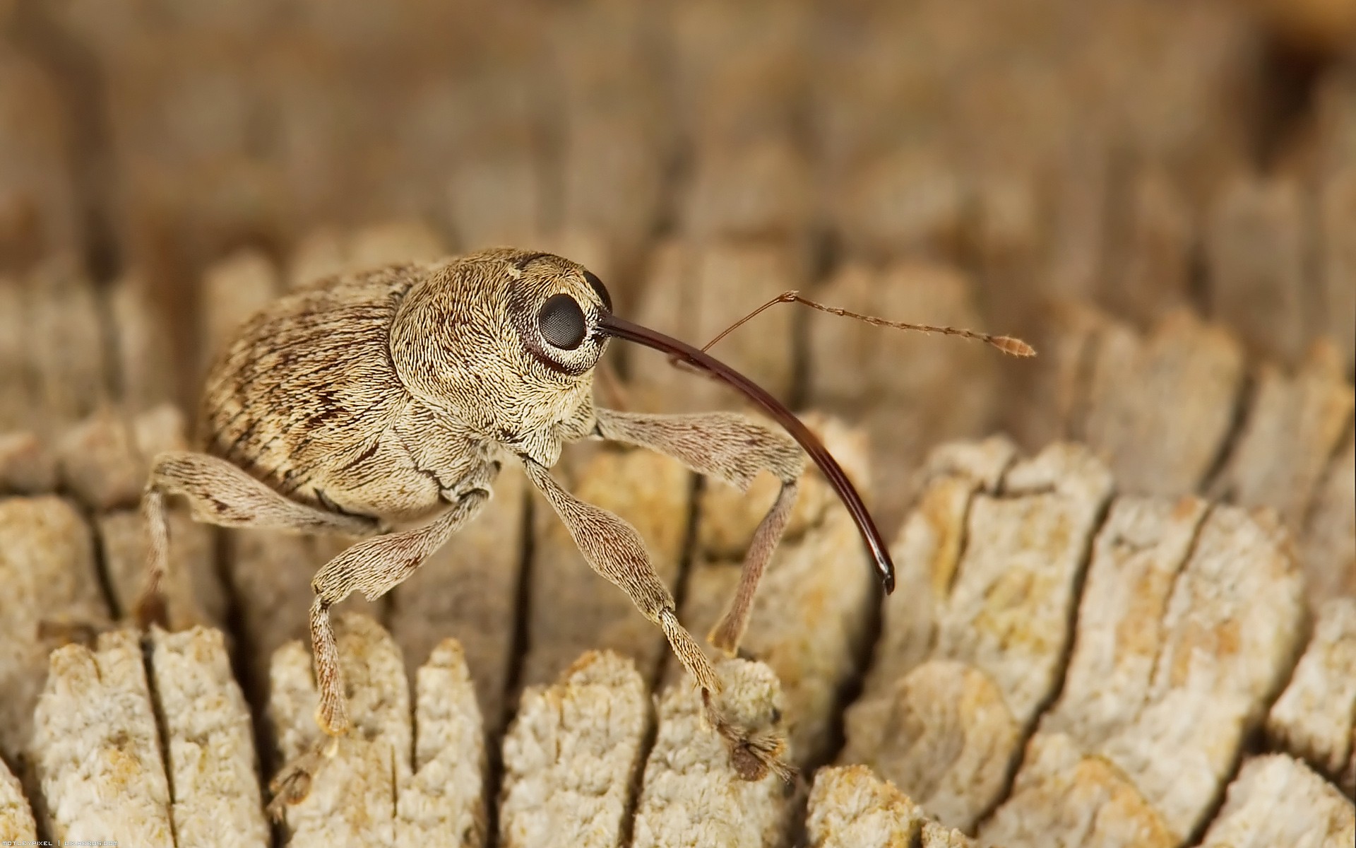 Fonds d'cran Animaux Insectes - Divers Bizzarode