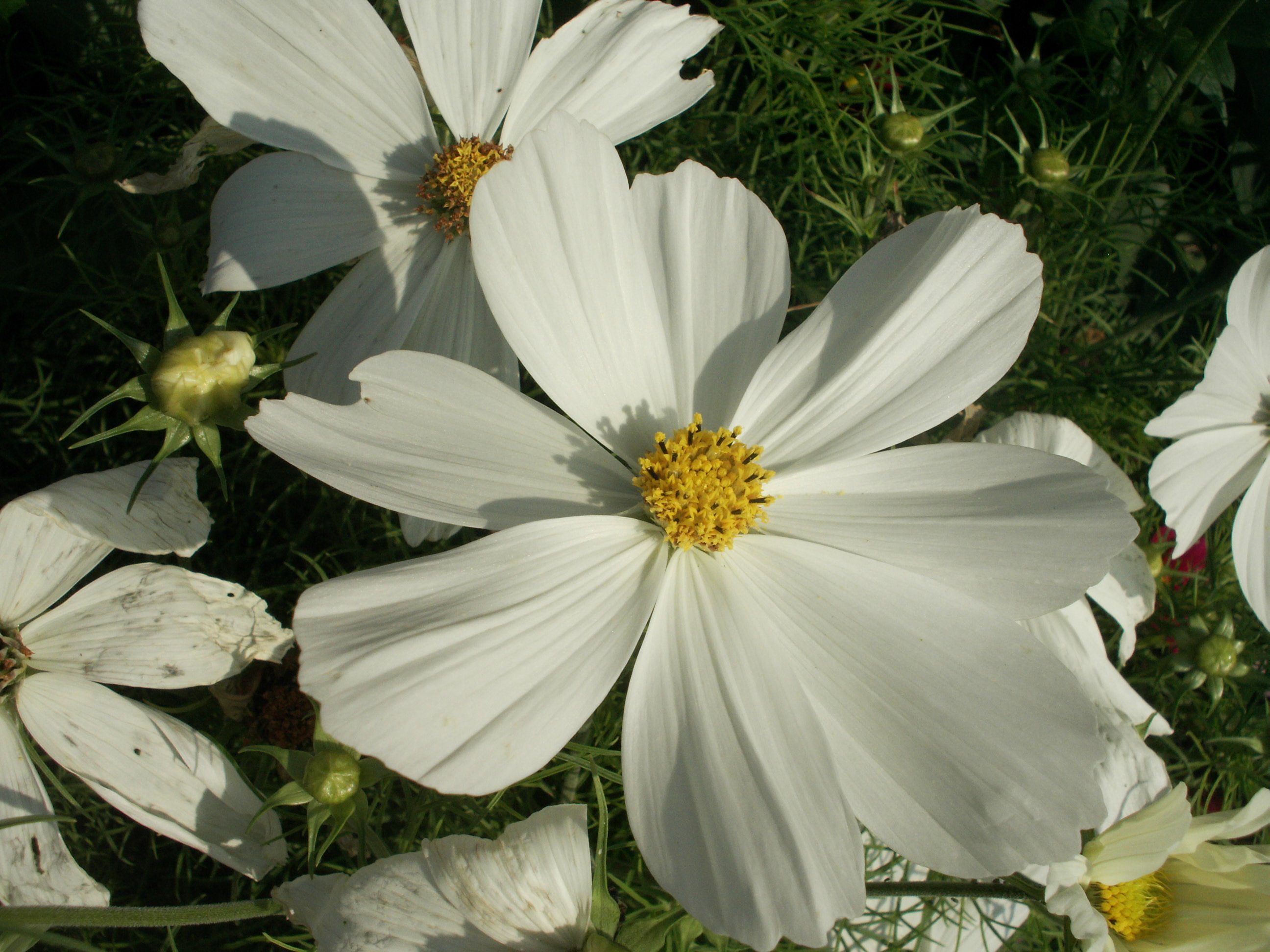 Fonds d'cran Nature Fleurs 