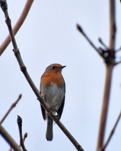 Fonds d'cran Animaux Oiseaux - Rougegorges Rouge-gorge