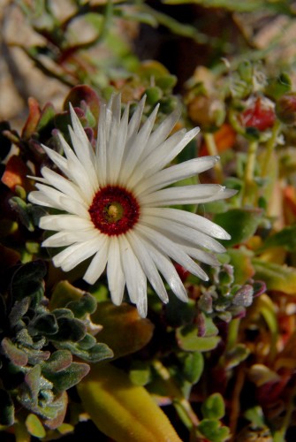 Fonds d'cran Nature Fleurs fleur