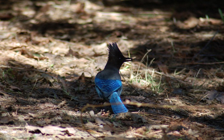 Wallpapers Animals Birds - Geais geai bleu