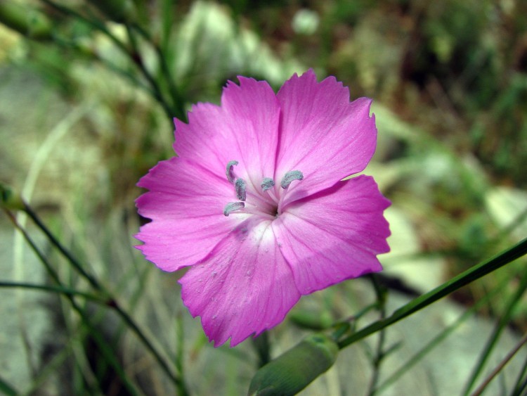 Fonds d'cran Nature Fleurs oeillet sauvage