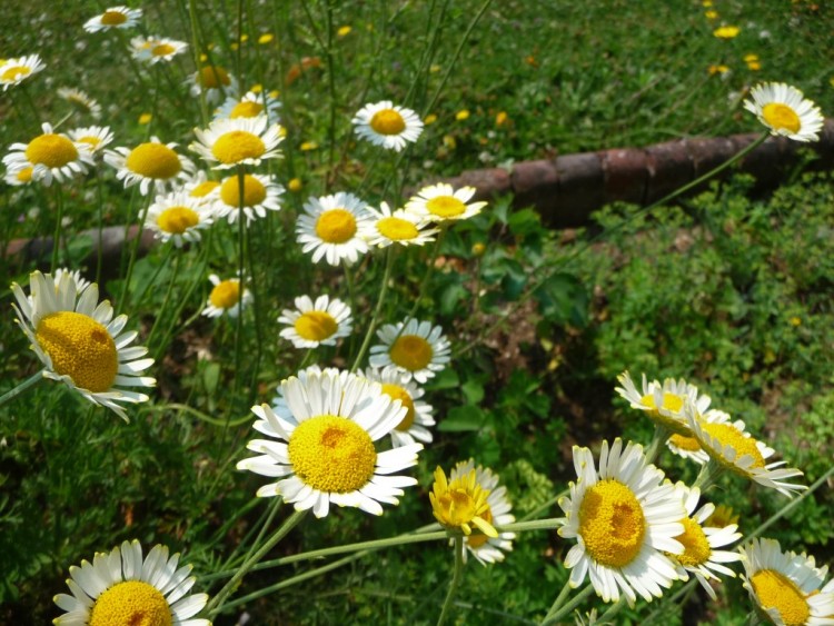 Fonds d'cran Nature Fleurs au centre des marguerites 