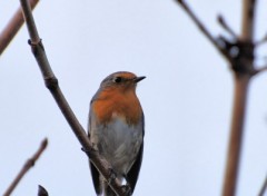 Fonds d'cran Animaux Rouge-gorge