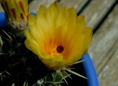 Fonds d'cran Nature cactus en fleur