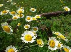 Fonds d'cran Nature au centre des marguerites 