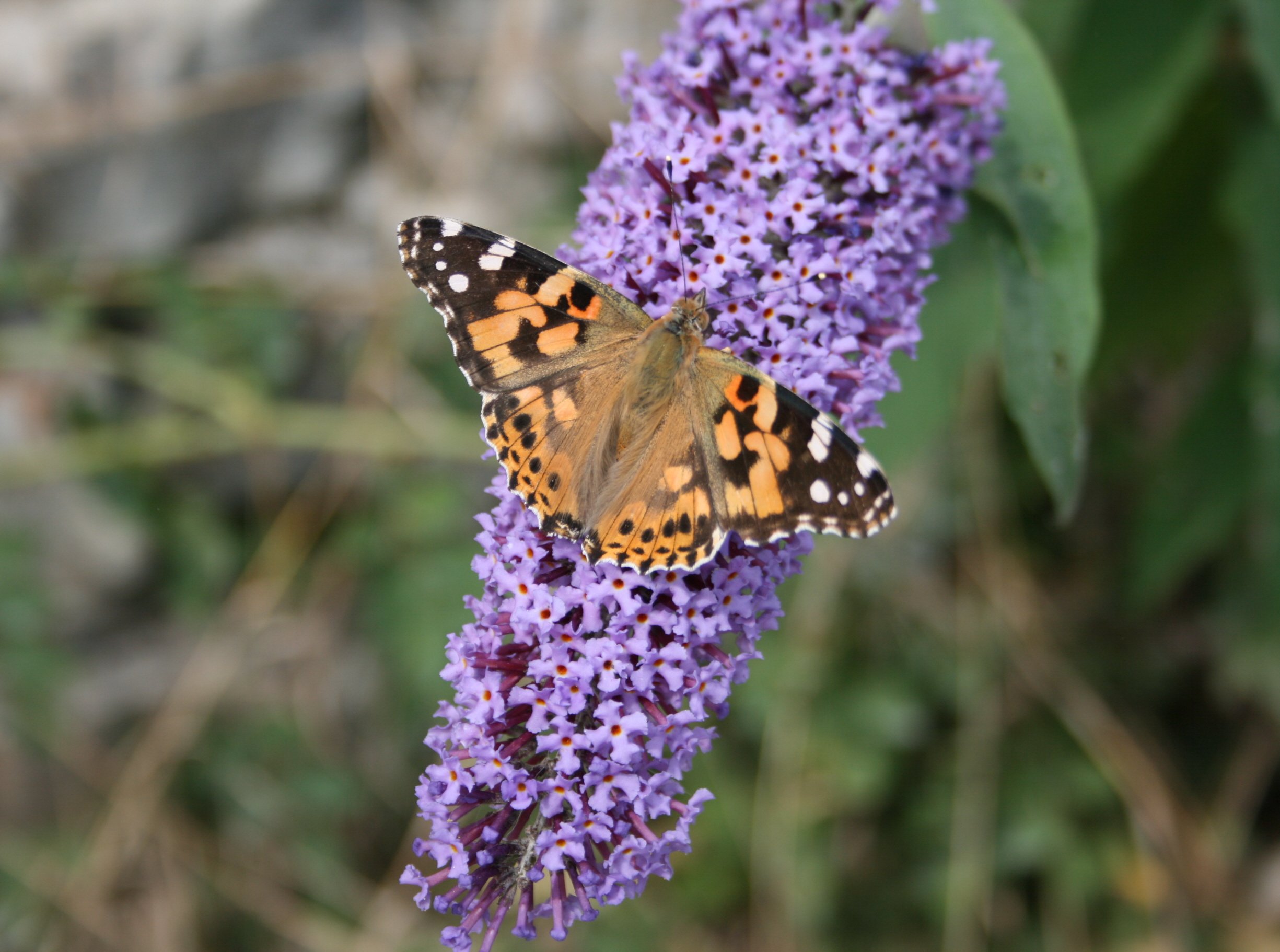 Wallpapers Animals Insects - Butterflies Tachet orang