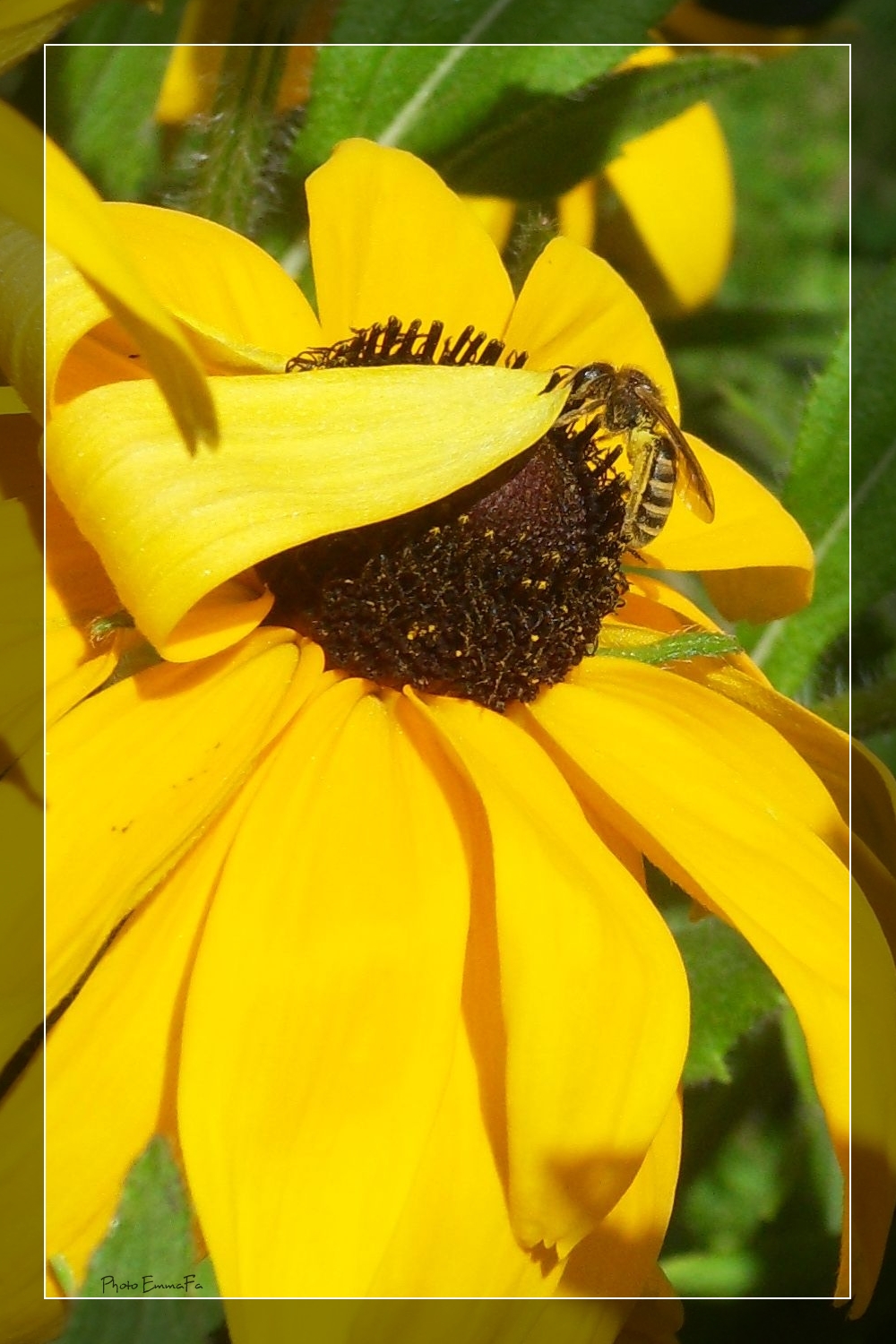 Fonds d'cran Animaux Insectes - Abeilles Gupes ... 