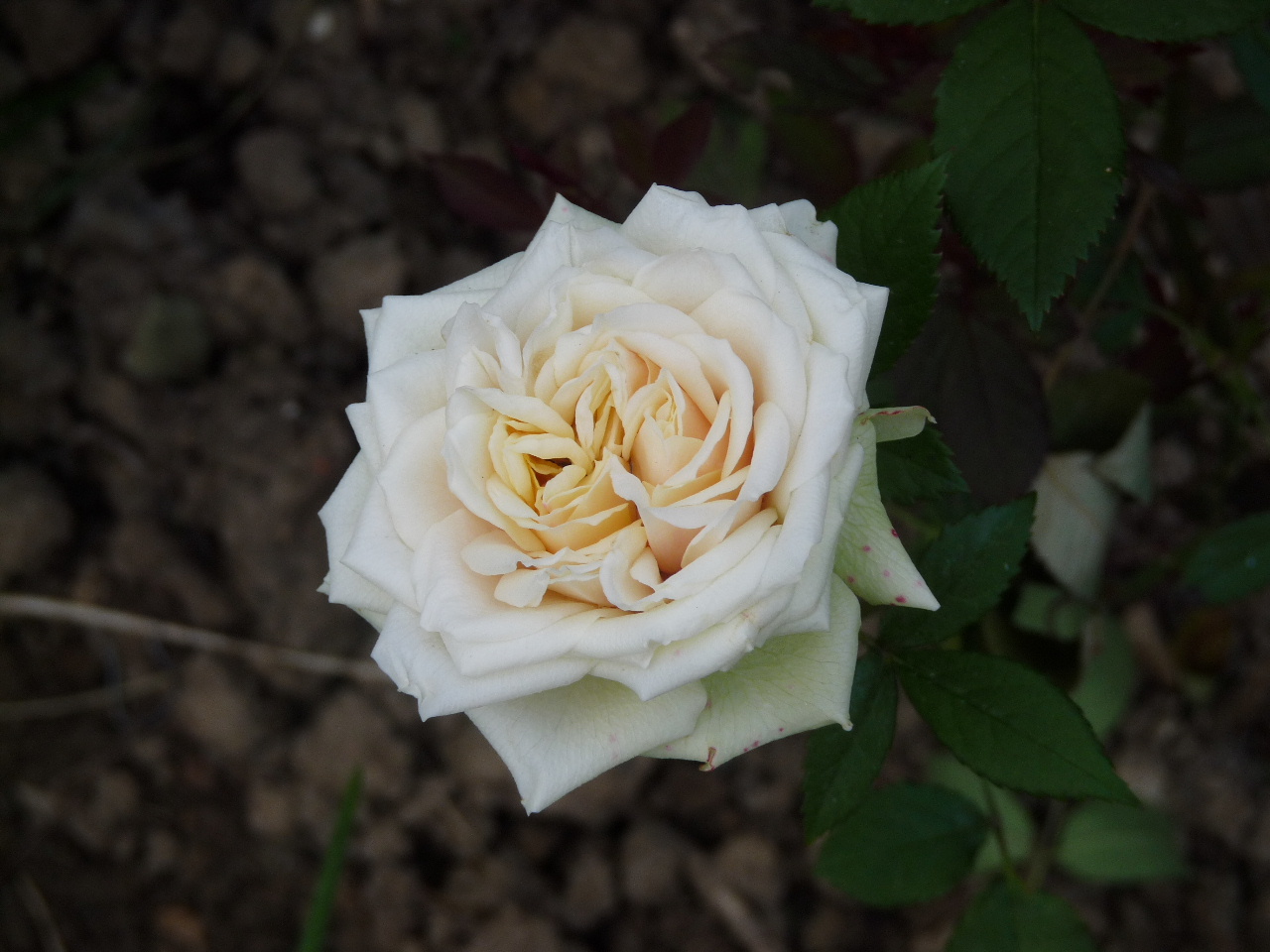 Fonds d'cran Nature Fleurs 