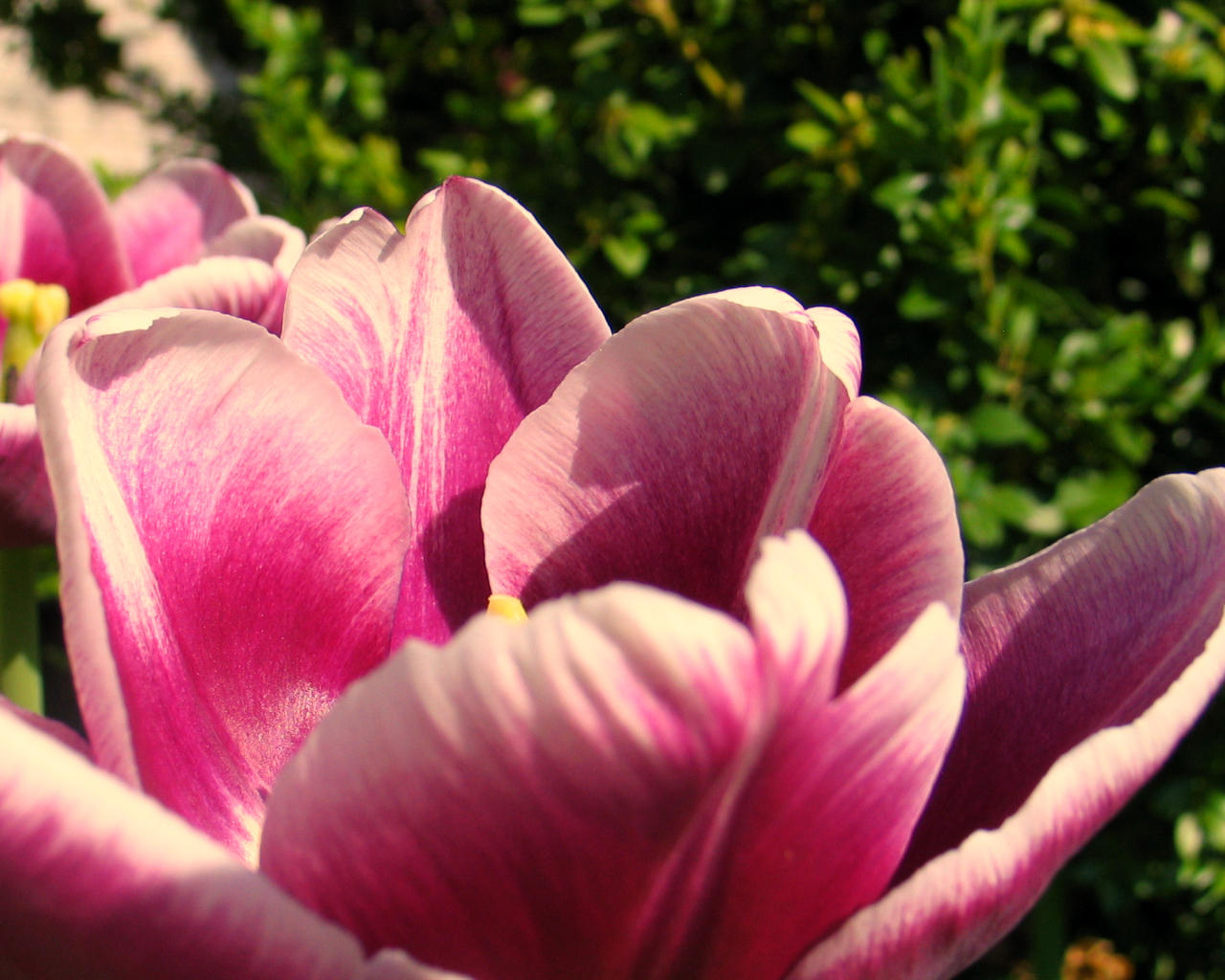 Fonds d'cran Nature Fleurs  fleur rose *-_