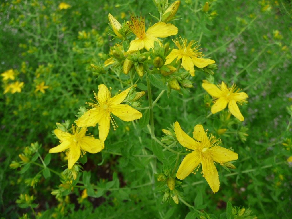 Fonds d'cran Nature Fleurs comme des toiles 