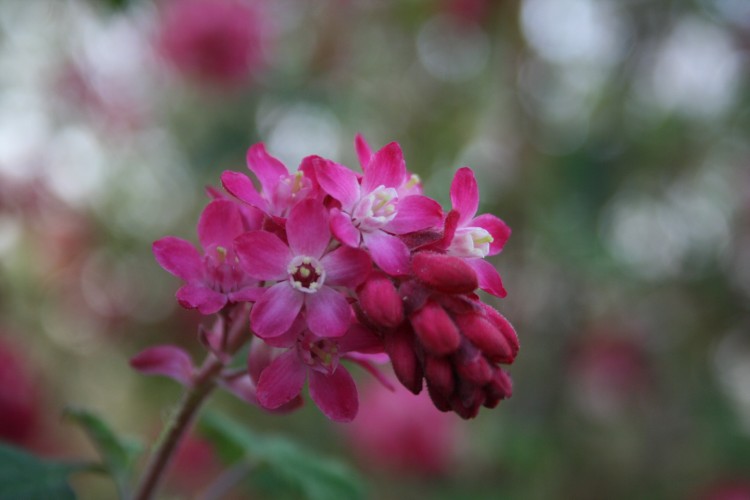 Fonds d'cran Nature Fleurs Petites fleurs