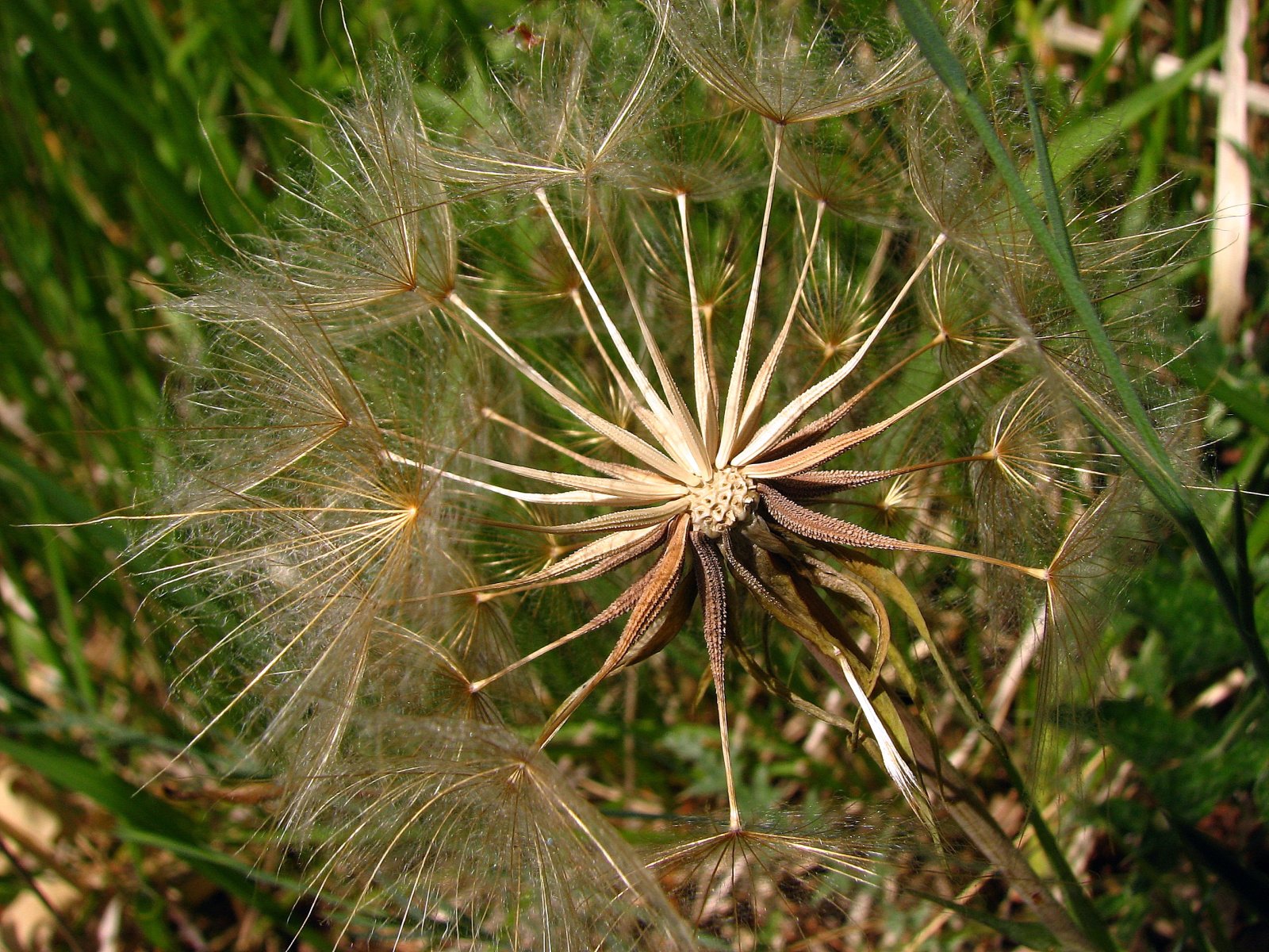 Fonds d'cran Nature Fleurs 