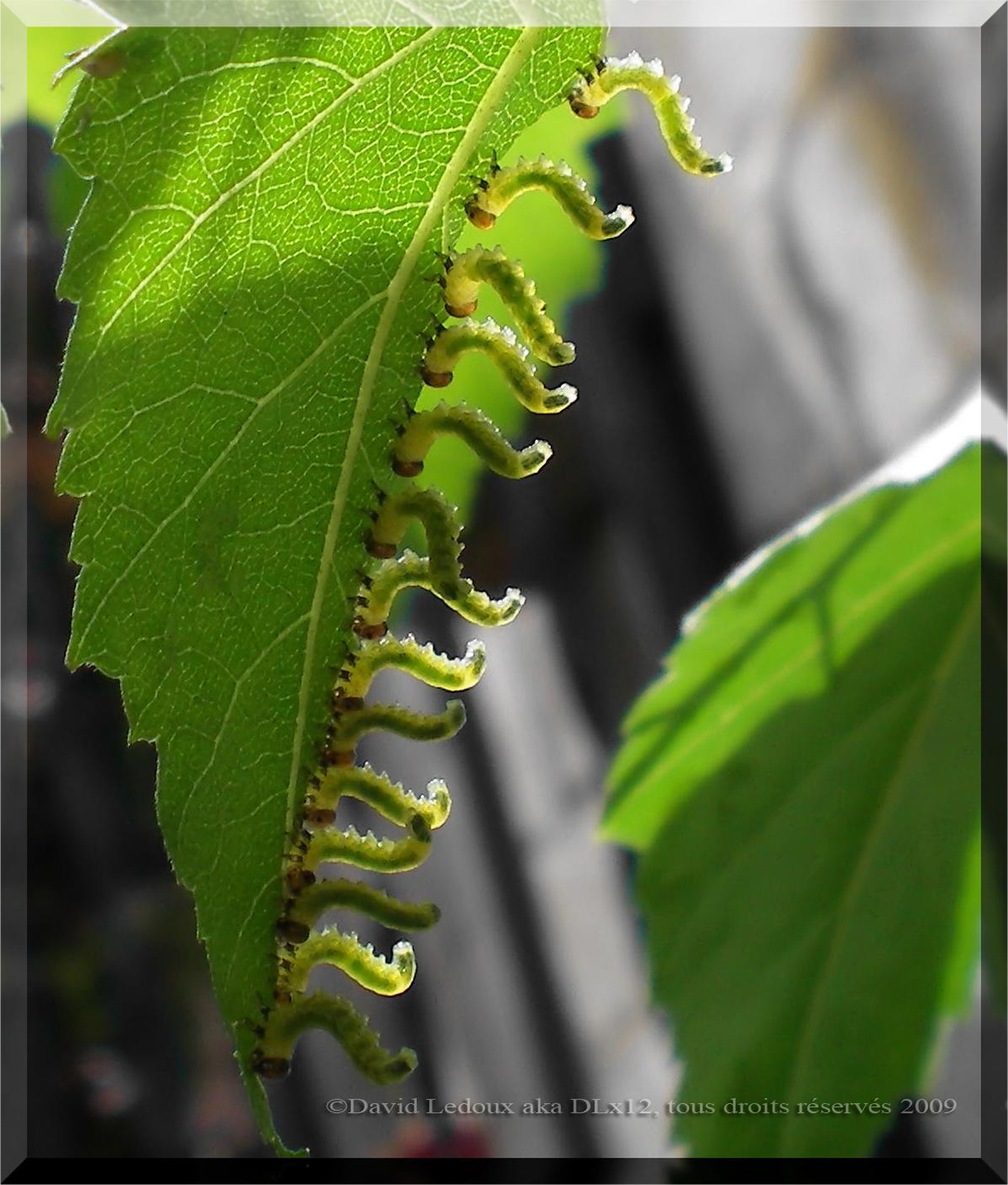 Wallpapers Animals Insects - Caterpillars chenille