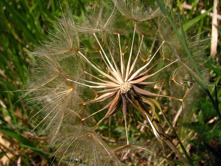 Fonds d'cran Nature Fleurs 