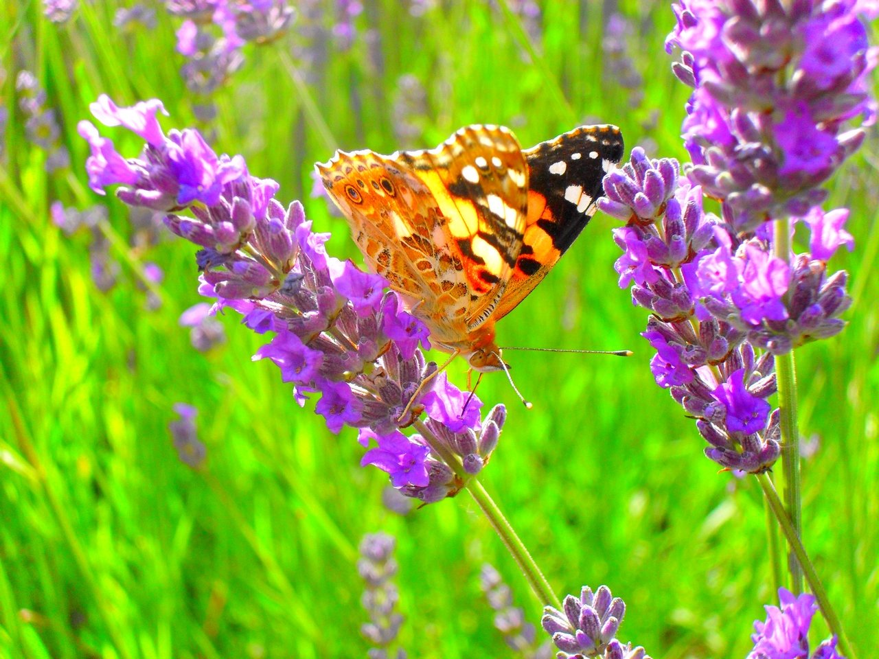 Wallpapers Animals Insects - Butterflies Papillon dans la lavande