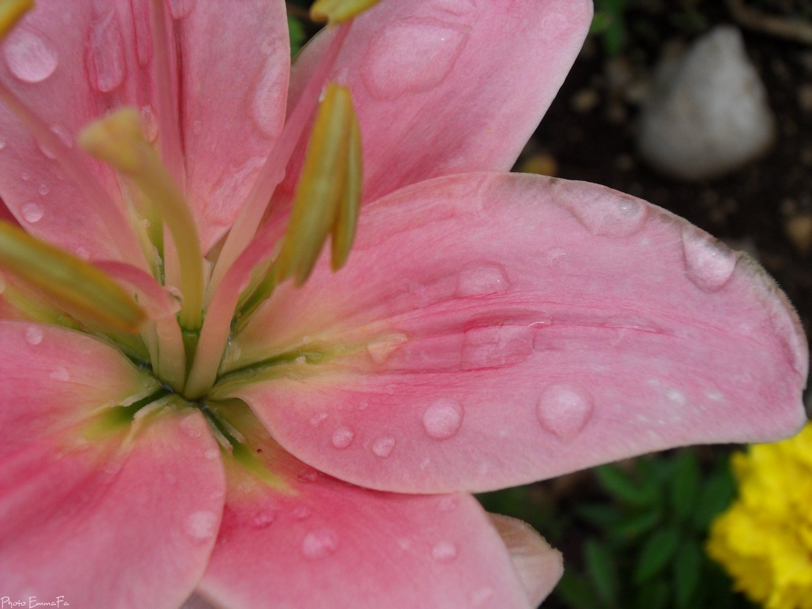 Fonds d'cran Nature Fleurs Lys rose