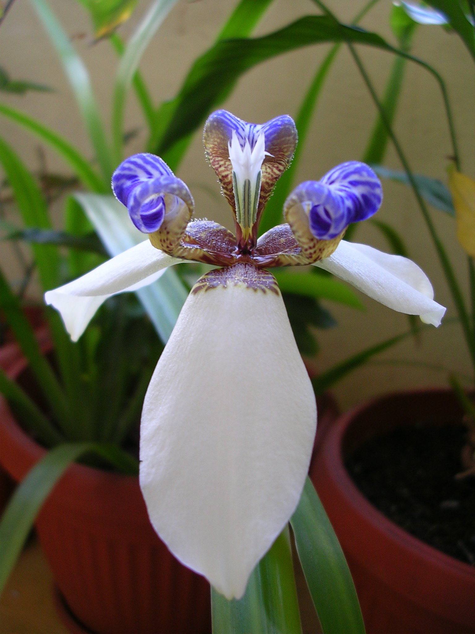 Fonds d'cran Nature Fleurs 