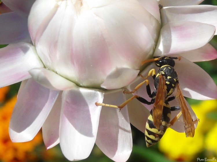 Wallpapers Animals Insects - Bees, Wasps Petit djeuner de demoiselle gupe