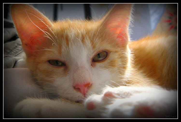 Fonds d'cran Animaux Chats - Chatons Kal